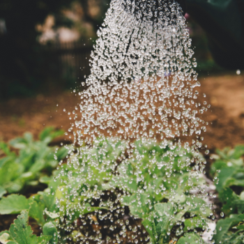 The Difference Between Organic and Fertilizers