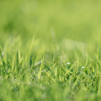 Bluegrass to Purify Your Garden