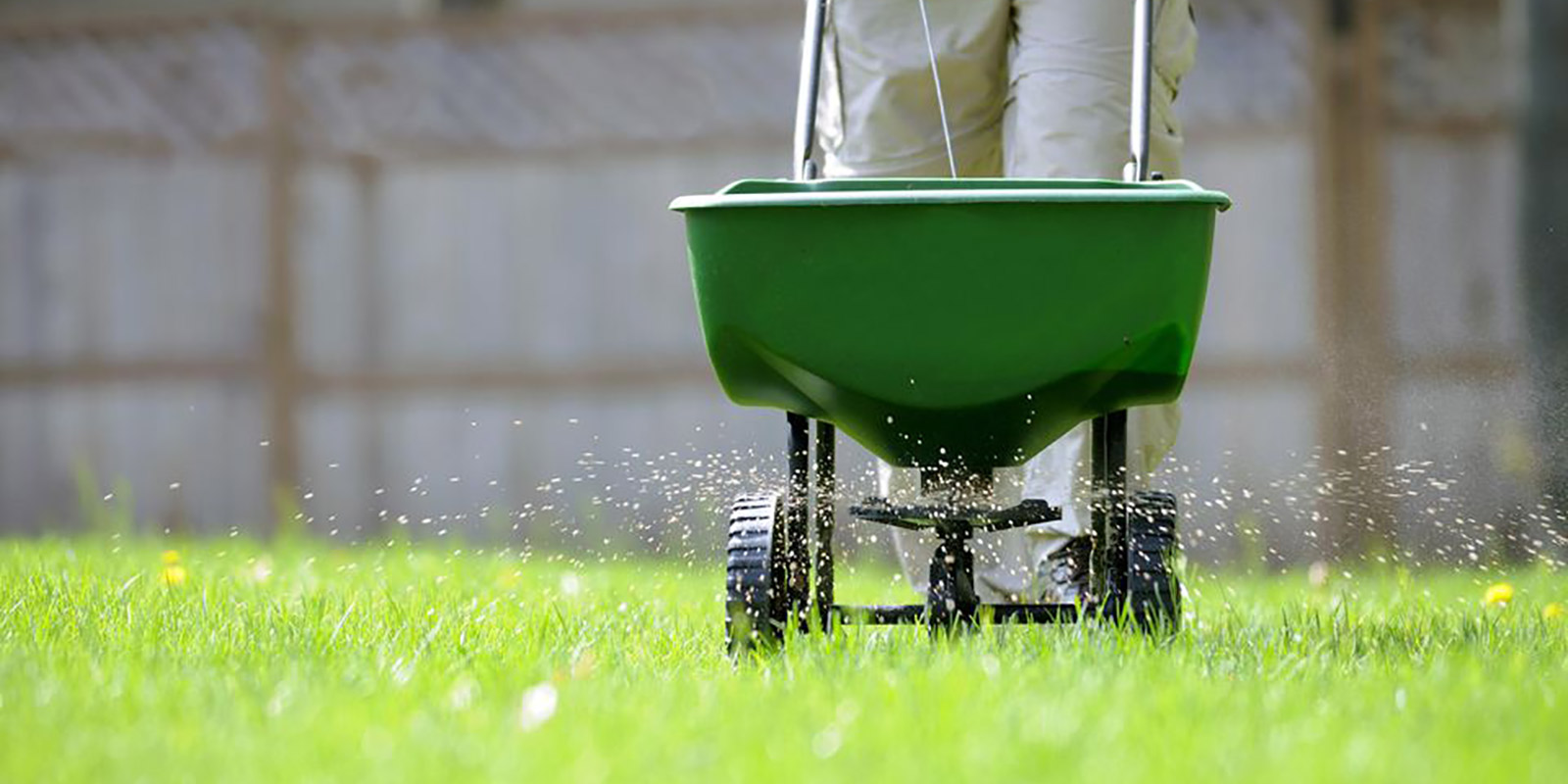 person fertilizing lawn