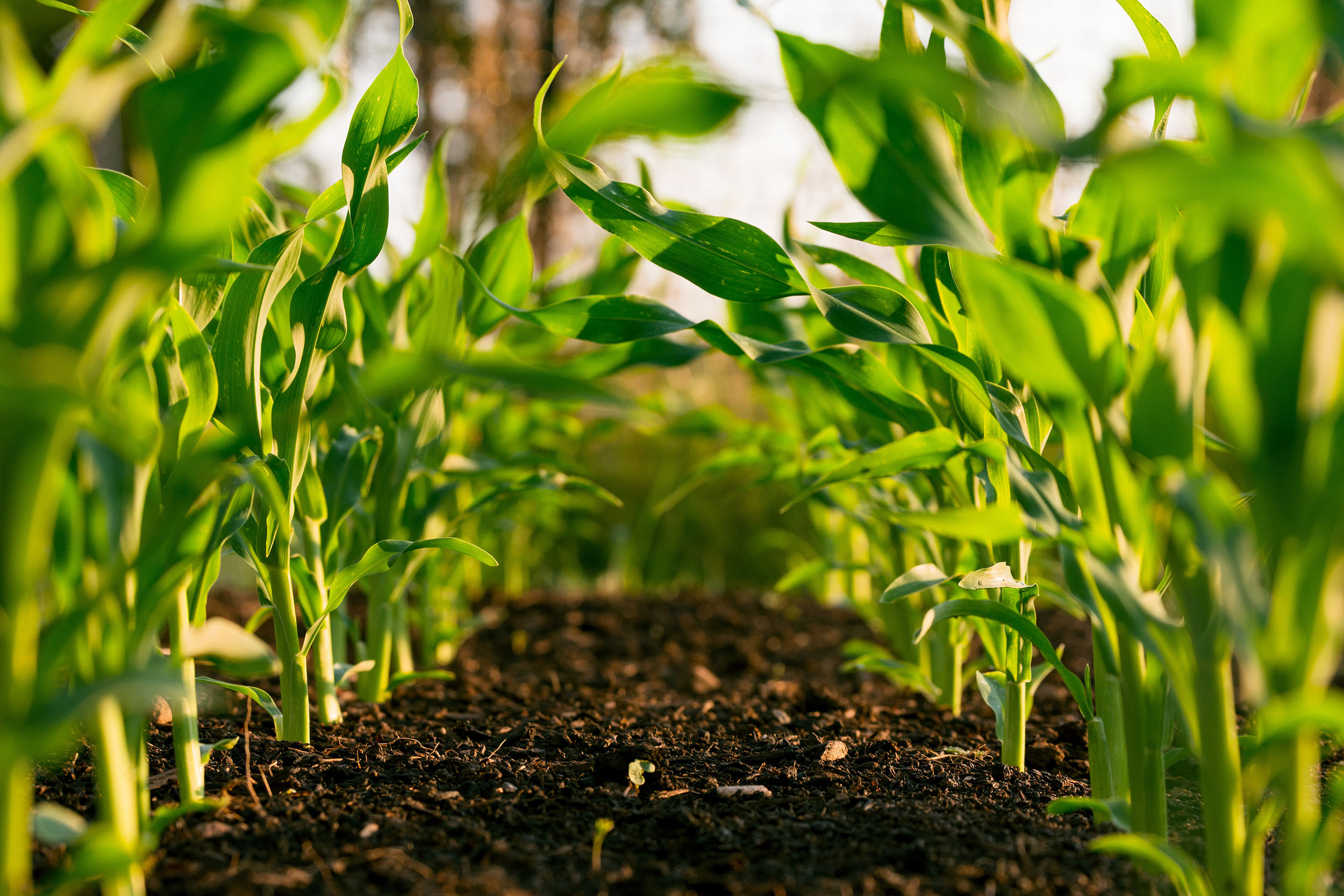 What Fertilizer is Right for Your Lawn or Garden?