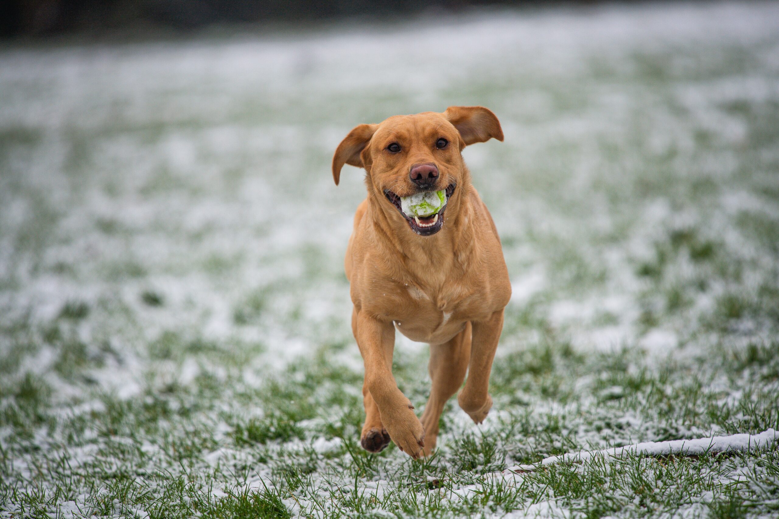 How to Repair Winter Damage To Your Lawn & Garden