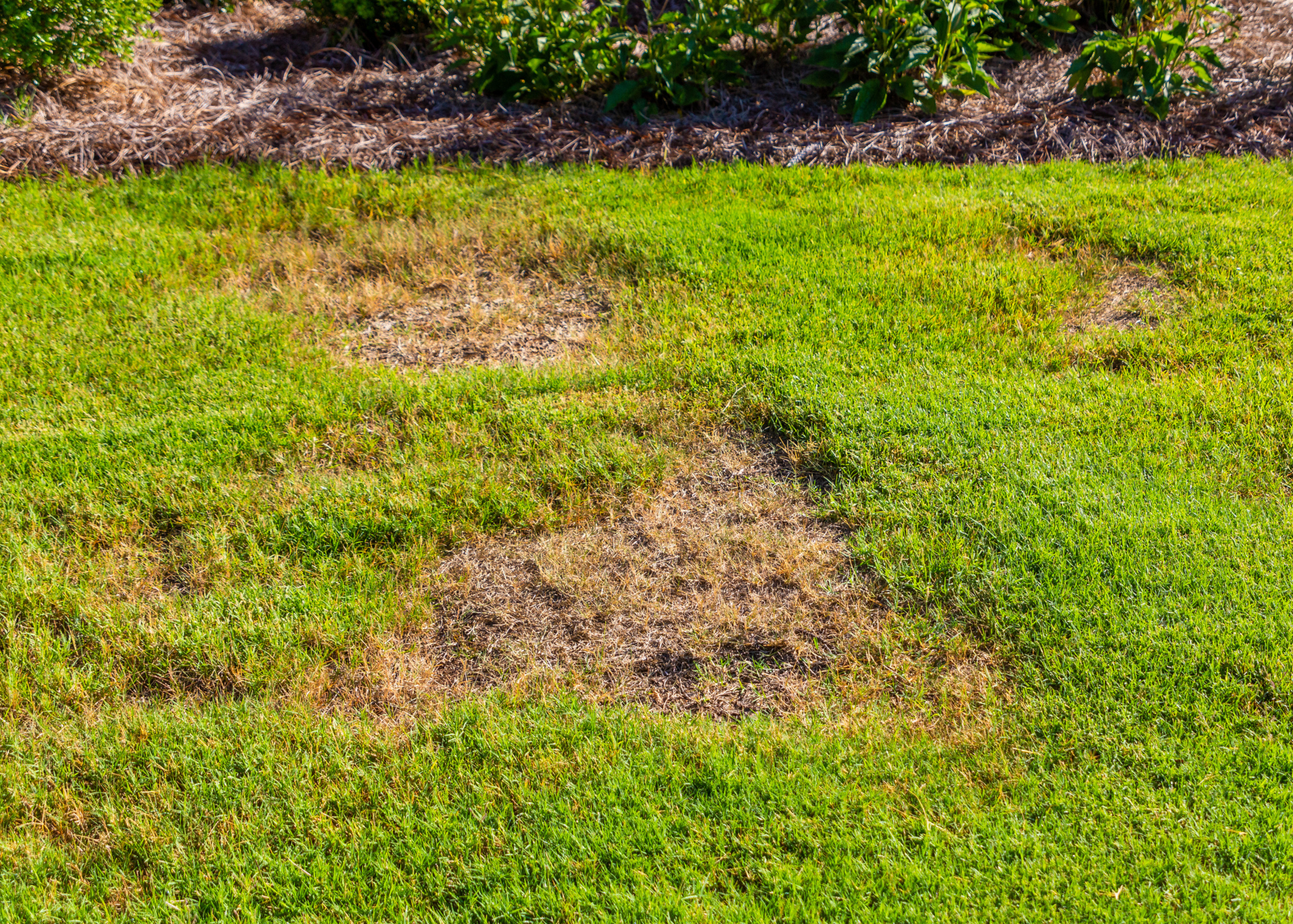 Signs Your Lawn Needs Fertilizing