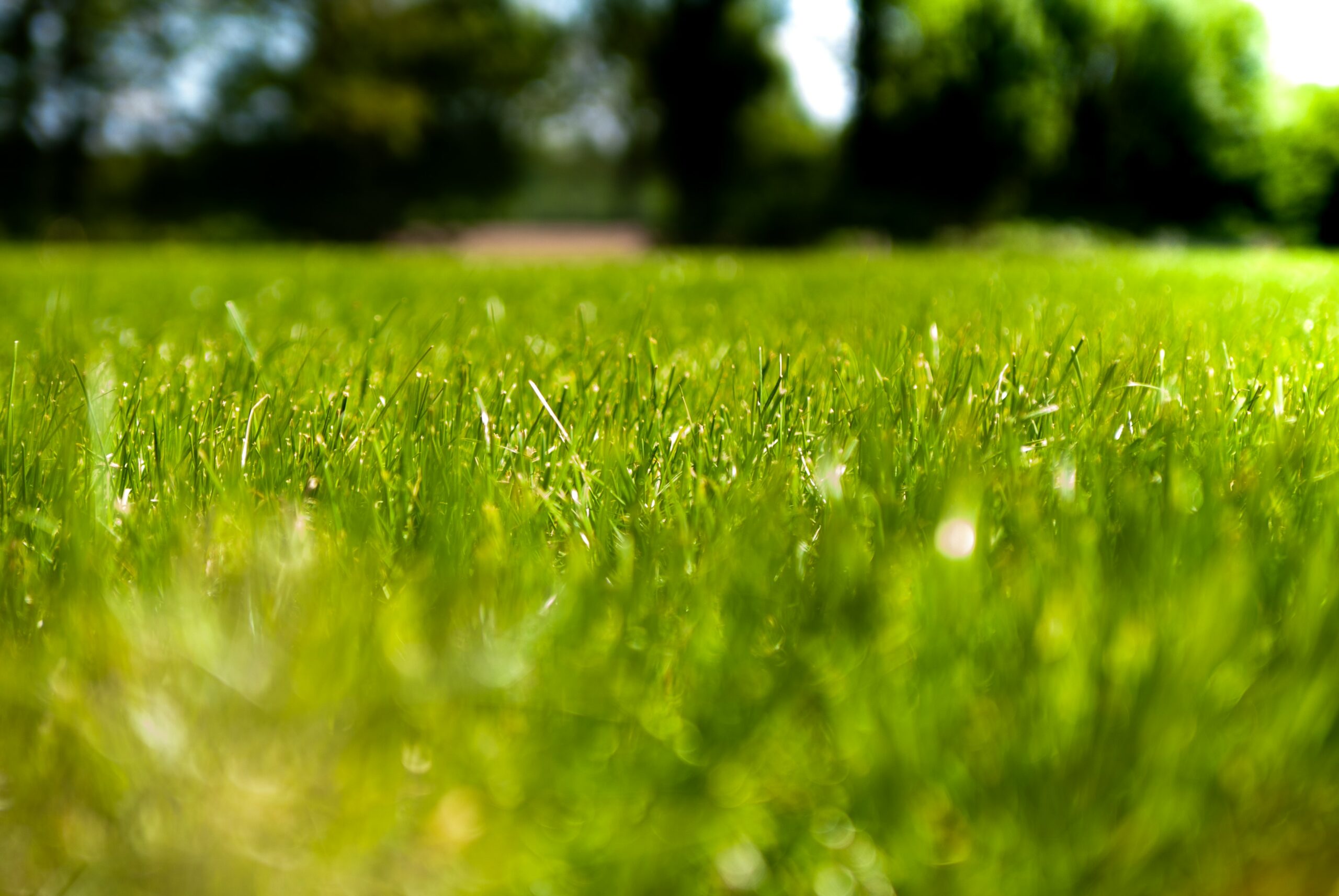 Lawn Fertilizer Schedule for the Healthiest & Greenest Lawn