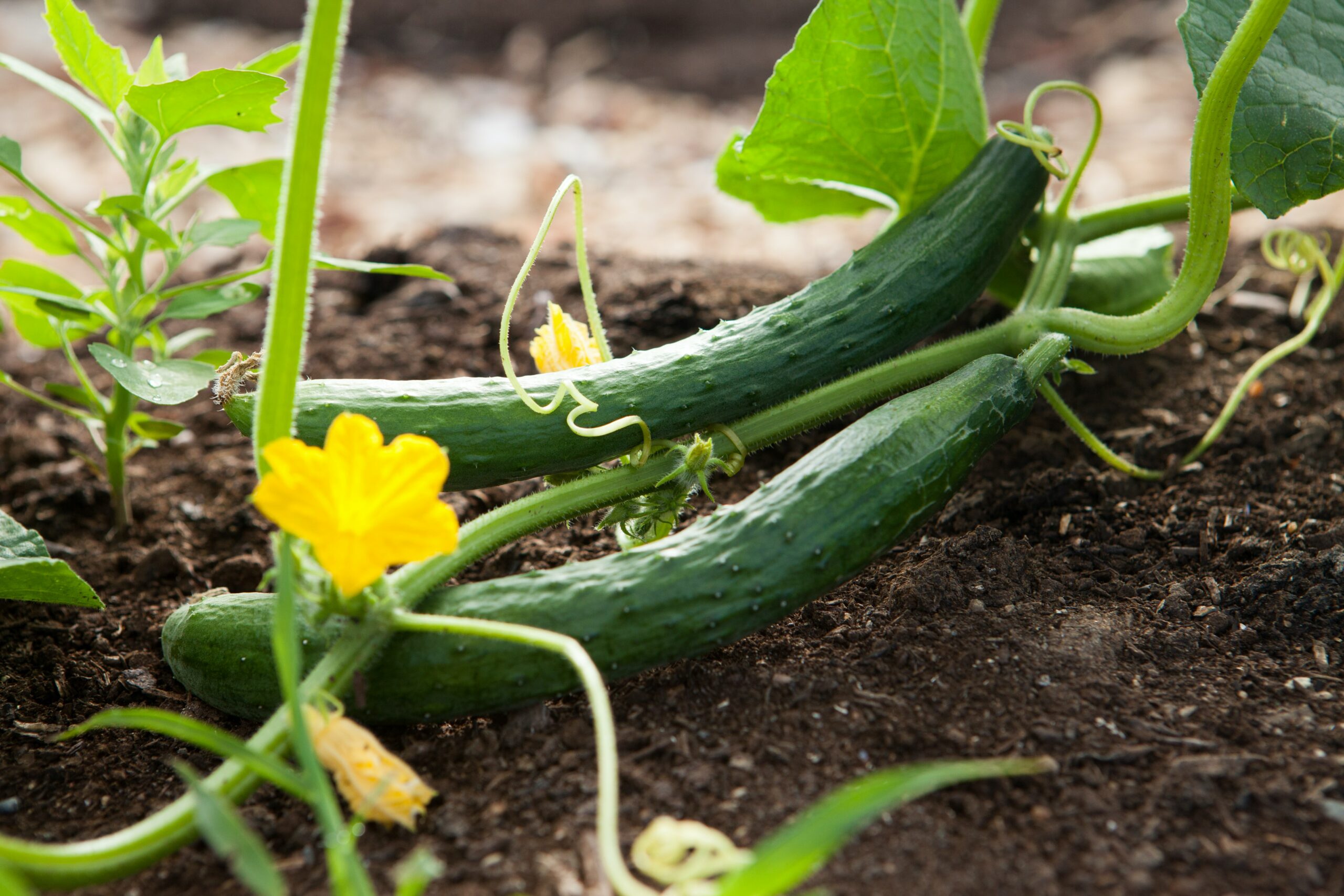 Best Fertilizers for a Vegetable Garden