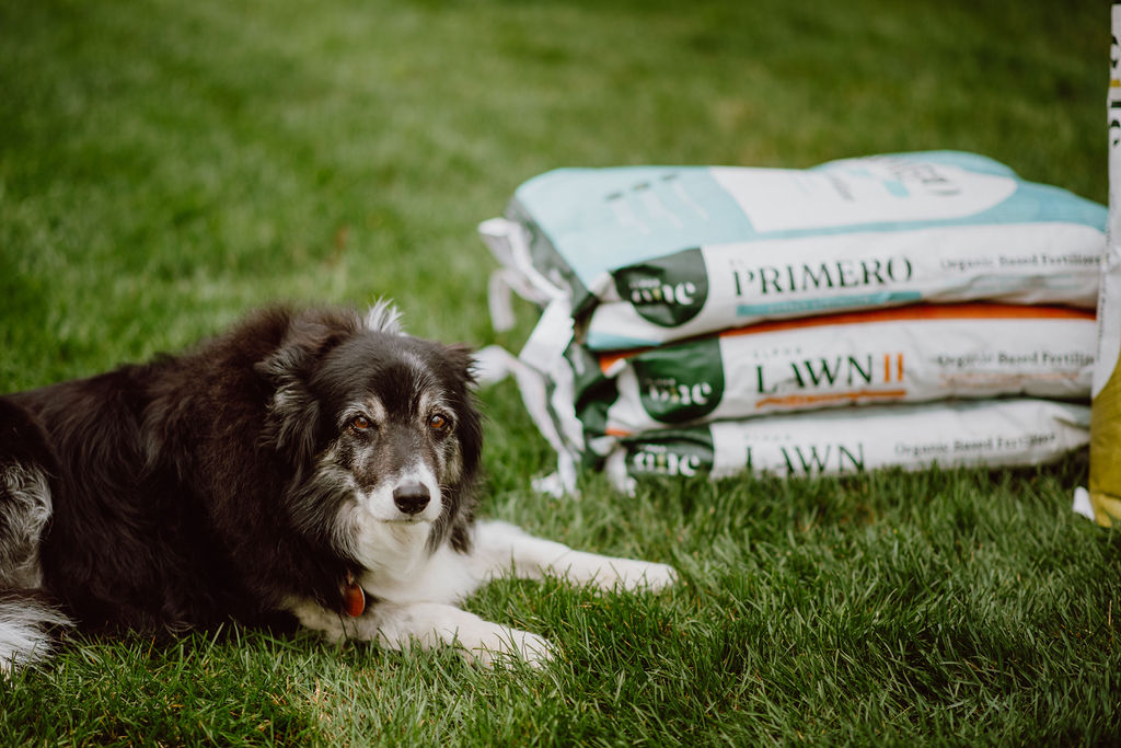 What Lawn Fertilizer Is Safe For Dogs?